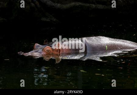 Afrincan Hippapotamus im Toronto Zoo, ON. Kanada Stockfoto