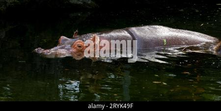 Afrincan Hippapotamus im Toronto Zoo, ON. Kanada Stockfoto