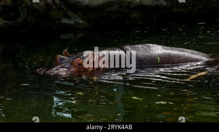 Afrincan Hippapotamus im Toronto Zoo, ON. Kanada Stockfoto