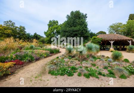 Die Heather Landscape Area von Howard's Field im RHS Garden Wisley, Surrey, im Spätsommer bis zum frühen Herbst mit Limonium- und Helichrysum-Blüten Stockfoto