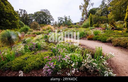 Die Heather Landscape Area von Howard's Field im RHS Garden Wisley, Surrey, im Spätsommer bis zum frühen Herbst mit Limonium- und Helichrysum-Blüten Stockfoto