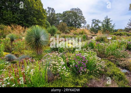 Die Heather Landscape Area von Howard's Field im RHS Garden Wisley, Surrey, im Spätsommer bis zum frühen Herbst mit Limonium- und Helichrysum-Blüten Stockfoto