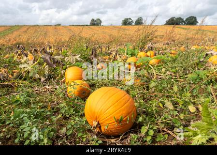 Farmfeld voller leuchtend oranger Kürbisse, bereit für die Ernte und Halloween. Stockfoto