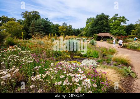 Die Heather Landscape Area von Howard's Field im RHS Garden Wisley, Surrey, im Spätsommer bis zum frühen Herbst mit Limonium- und Helichrysum-Blüten Stockfoto