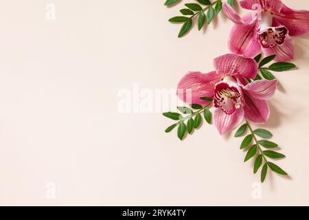 Minimaler Natur floraler Hintergrund mit Orchideen. Tropische rosa phalaenopsis Orchideen auf einem hellen pastellfarbenen Hintergrund. Flachbild-Draufsicht Stockfoto