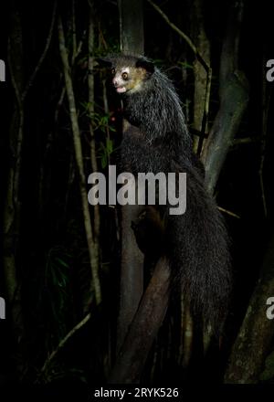 Aye-aye - Daubentonia madagascariensis langfingeriger nachtaktiver Lemur, Strepsirhinaprimat aus Madagaskar mit Nagetier-ähnlichen Zähnen, die fortdauern Stockfoto