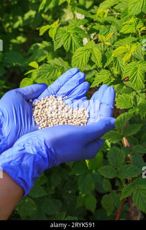 Bauernhände in Gummihandschuhen, die den Himbeersträuchern chemischen Dünger geben. Stockfoto