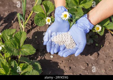 Bauernhände in Gummihandschuhen, die jungen Erdbeersträuchern chemische Düngung geben. Stockfoto