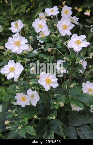 Japanische Anemone (Anemone japonica „Honorine Jobert“) Stockfoto