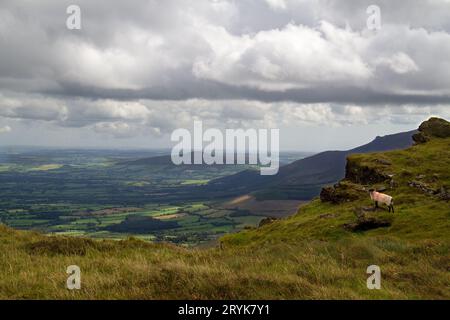 Blick vom Berg Knocksheegowna in den Comeragh Mountains auf Irlands County Tipperary, im Vorfeld ein Schaf Stockfoto