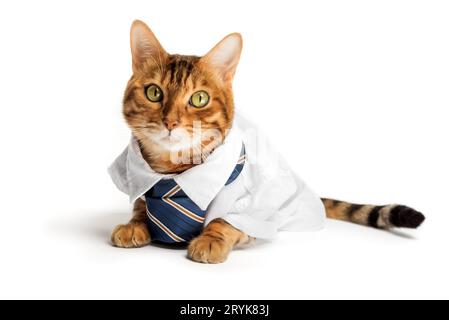 Geschäftskatze in einem Hemd mit Krawatte auf weißem Hintergrund. Stockfoto