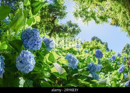 Blaue Hortensie und frisches Grün Stockfoto