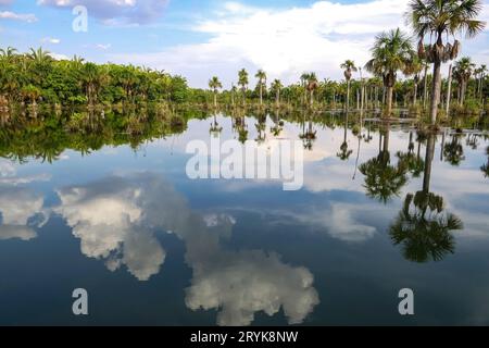 Wunderschöner See Lagoa das Araras mit Spiegelreflexen und Palmen im brasilianischen Cerrado, Bom Stockfoto