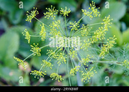 Dillblumen mit verschwommenen Pflanzen im Hintergrund. Stockfoto