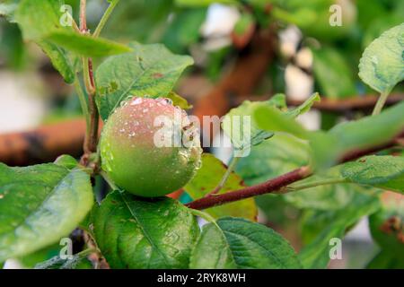 Frucht eines unreifen Apfels auf dem Zweig des Baumes. Stockfoto