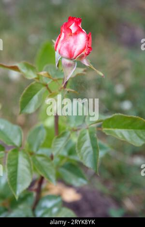 Rote Rosenknospe auf einem langen Stiel mit Blättern auf dem verschwommenen Hintergrund. Stockfoto