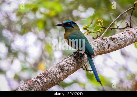 Blau gekröntes Mott auf einem Zweig, Chapada dos Guimaraes, Brasilien Stockfoto