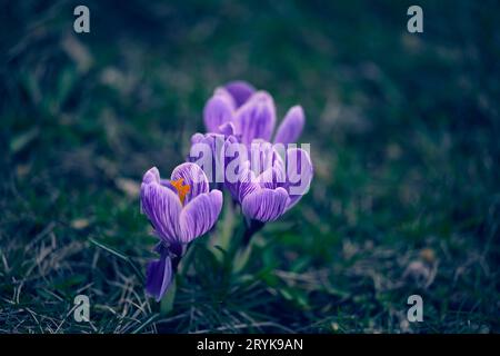 Blühende purole Krokusse mit grünen Blättern im Garten, Frühlingsblumen Stockfoto