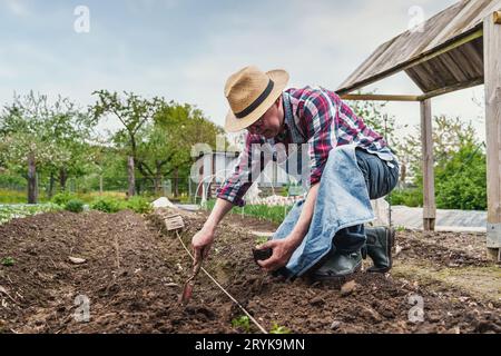 Ein erfahrener 65-jähriger Bauer, der Strohhut und Gläser trägt, beugt sich über sein Gartenbett und pflanzt sorgfältig junge Setzlinge in den reichen Boden. Stockfoto