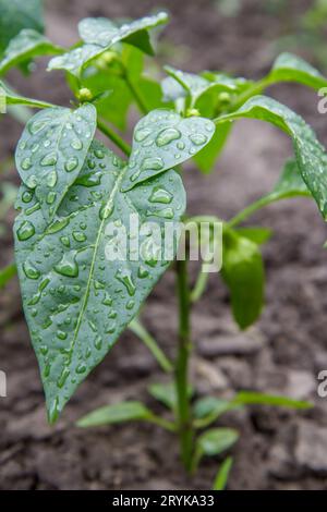 Grüner Paprika wächst auf Büschen im Garten. Stockfoto