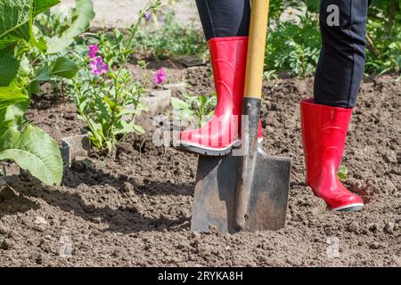 Der Gärtner gräbt Erde auf einem Bett. Eine Farmerin gräbt im Garten. Stockfoto