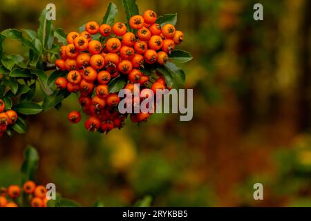 Eibenbeere. Taxus-Eibensträucher. Rote Beeren an Eibenzweigen im Garten im Herbst. Saisonale Feiertage. Natur hell herbstlich h Stockfoto