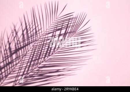 Palm Leaf-Schatten auf rosafarbenem Hintergrund Stockfoto