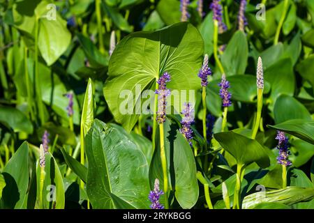 Pickerelkrautblume - Pontederia cordata Stockfoto