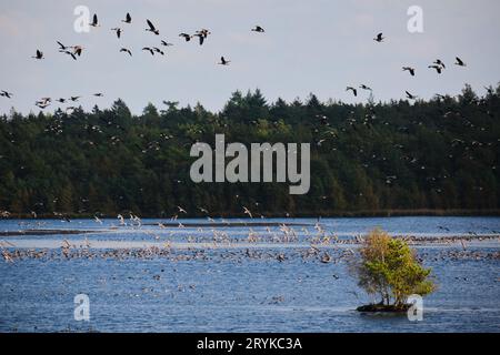 Große Herde wandernder Graugänse (Anser anser), die am Ufer eines Sees mit einem Wald im Hintergrund landen und ruhen Stockfoto