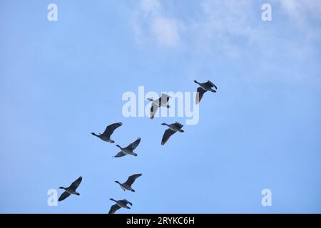 Herde von sieben/acht wandernden Graugänsen (Anser anser), die am blauen Himmel fliegen, mit weißen Wolken im Hintergrund Stockfoto