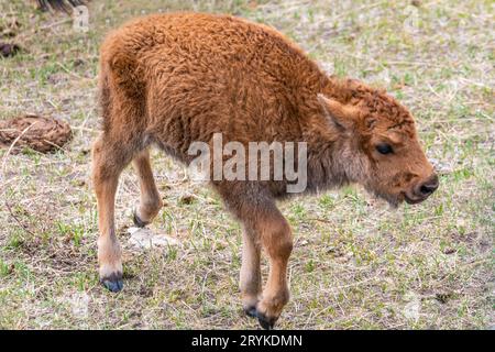 Ein Red Dog auf der Terry Bison Ranch, Wyoming Stockfoto