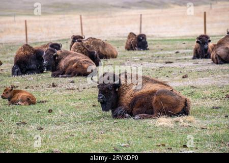 American Bison auf der Terry Bison Ranch, Wyoming Stockfoto