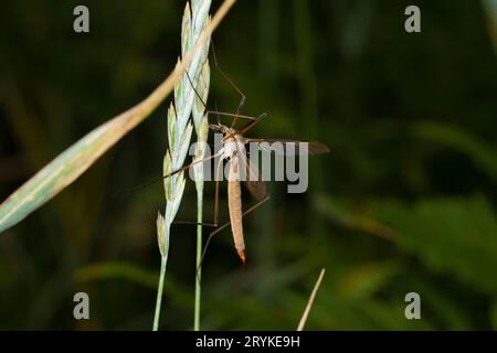 Tipula maxima Familie Tipulidae Gattung Tipula großer Kran Mücke wilde Natur Insektentapete, Bild, Fotografie Stockfoto