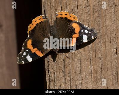 Red Admiral Butterfly Vanessa Atlanta Wings Geöffnet Stockfoto