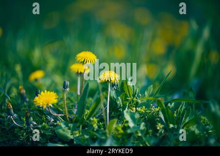 Grüne Wiese mit gelb blühenden Löwenzahn an einem Frühlingstag Stockfoto