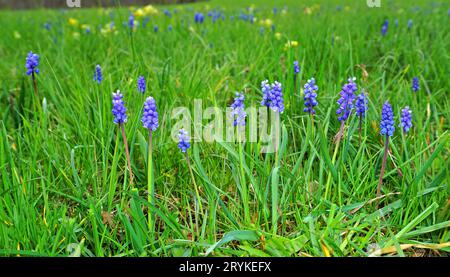 Traubenhyazinthe; Stockfoto