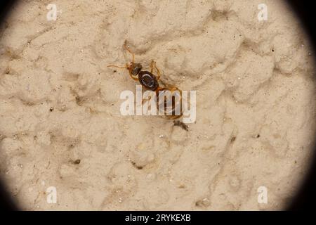 Lasius flavus Familie Formicidae Gattung Lasius gelbe Wiesenameise gelbe Bergameise wilde Natur Insektentapete, Fotografie, Bild Stockfoto