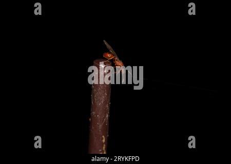 Familie Formicidae Gattung Myrmica Ameise wilde Natur Insektentapete, Bild, Fotografie Stockfoto