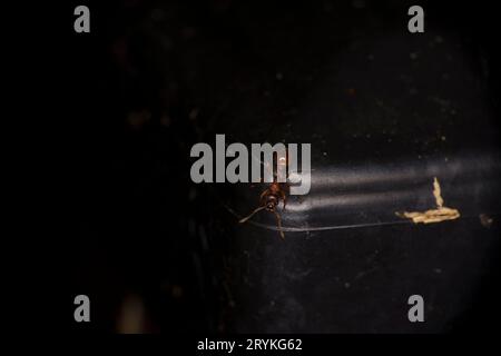 Familie Formicidae Gattung Myrmica Ameise wilde Natur Insektentapete, Bild, Fotografie Stockfoto