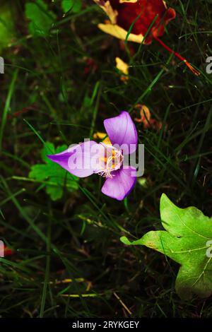 Einzelne lila Krokusblüte zwischen dem grünen Gras. Gedreht in Rumänien Stockfoto
