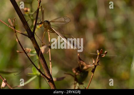 Nephrotoma dorsalis Familie Tipulidae Gattung Nephrotoma großer Kran Mücke wilde Natur Insektentapete, Fotografie, Bild Stockfoto