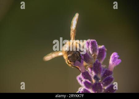 Frontalansicht einer gemeinsamen Bienenfütterung mit Nektar aus einer Lavendelblüte. Makrofoto einer Fressbiene draußen. Stockfoto