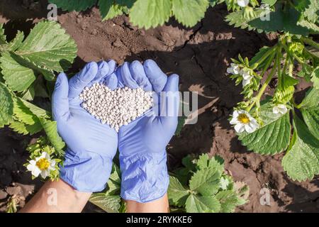 Bauernhände in Gummihandschuhen, die jungen Büschen chemischen Dünger geben Stockfoto