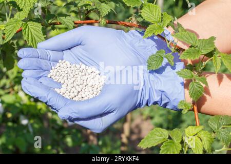 Bauernhände in Gummihandschuhen, die dem Busch chemischen Dünger geben Stockfoto