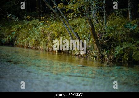 Wunderschöner Belca-Fluss, kleiner sauberer Wasserstrom im engen Tal des Belca-Flusses, Slowenien. Gras am Flussufer, langsam mäandernder Fluss und weiß Stockfoto