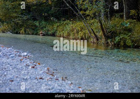Wunderschöner Belca-Fluss, kleiner sauberer Wasserstrom im engen Tal des Belca-Flusses, Slowenien. Gras am Flussufer, langsam mäandernder Fluss und weiß Stockfoto