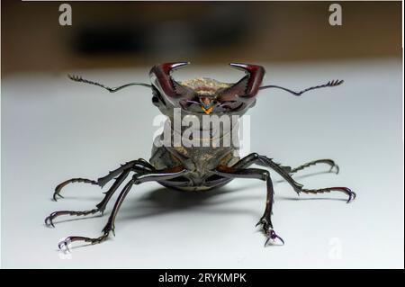 Männlicher Europäischer Hirschkäfer (Lucanus cervus) isoliert auf weißem Hintergrund. Stockfoto