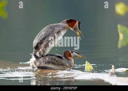 Grebe männlich auf dem Weibchen. Stockfoto