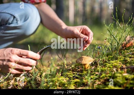 Mann pflückt essbaren Pilz im Herbstwald mit Messer in den Händen, Nahaufnahme. Stockfoto