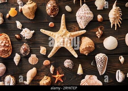 Muscheln und Seesterne Sammlung auf dunklem Holzhintergrund, flache Lage, Blick von oben Stockfoto